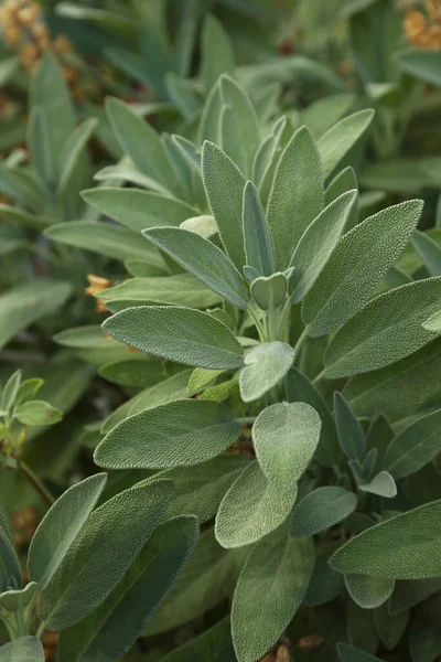 Vacker Salvia Med Gröna Blad Växer Utomhus Närbild — Stockfoto
