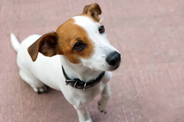 Vackra Jack Russell Terrier Svart Läder Hund Krage Utomhus Plats — Stockfoto