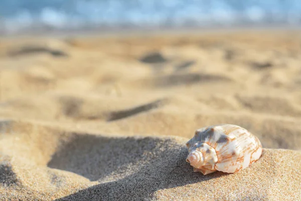 stock image Beautiful seashell on sandy beach near sea, closeup. Space for text