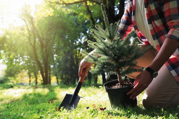 Homem Plantando Conífera Árvore Parque Dia Ensolarado Close — Fotografia de Stock