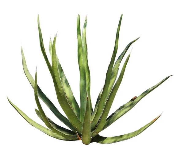 Schöne Grüne Agave Auf Weißem Hintergrund Sukkulente Pflanze — Stockfoto