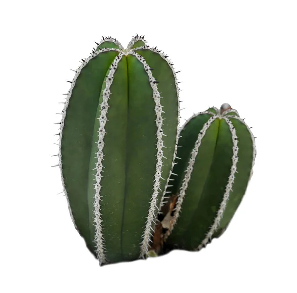 Hermoso Cactus Pachycereus Verde Sobre Fondo Blanco — Foto de Stock