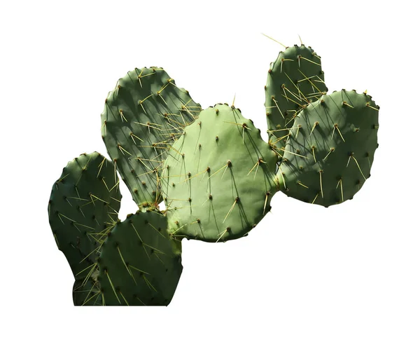 Schöner Grüner Opuntia Kaktus Auf Weißem Hintergrund — Stockfoto