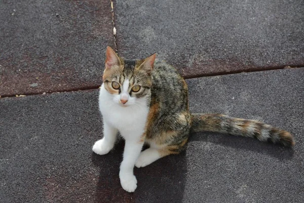 Αδέσποτη Γάτα Στην Οδό Σίτυ Άστεγο Ζώο — Φωτογραφία Αρχείου
