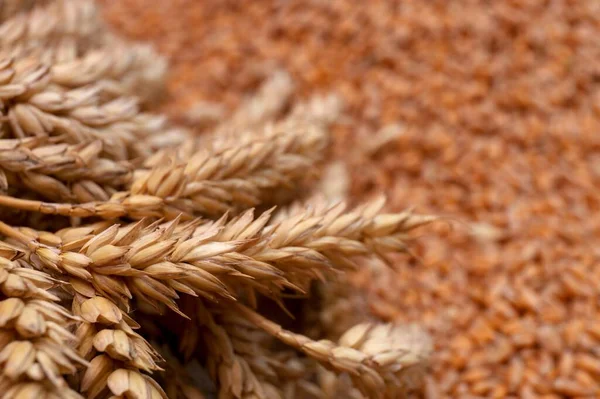 Bunch Spikelets Wheat Grains Closeup — Stock Photo, Image