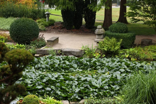 花园里美丽的水百合叶和绿色的植物 — 图库照片