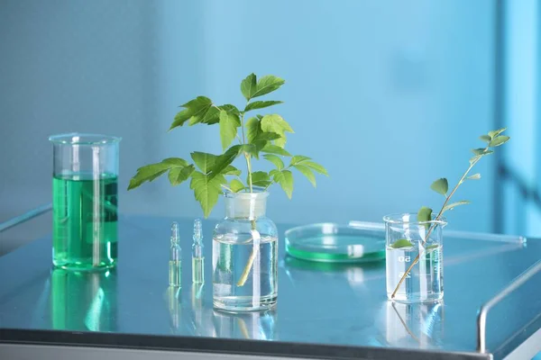 Laboratóriumi Üvegáru Növényekkel Fémasztalon Kékre Festve — Stock Fotó