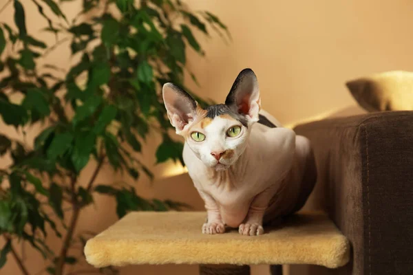 집안의 스러운 스핑크스 고양이 — 스톡 사진