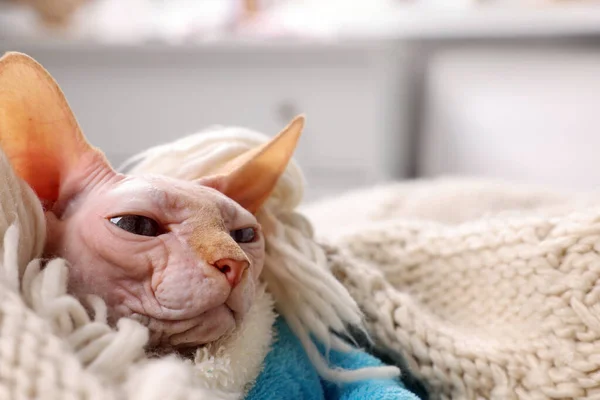 집에서 스웨터를 스핑크스 고양이에게 문자가 들어갈 수있는 곳으로 밀봉한다 귀여운 — 스톡 사진