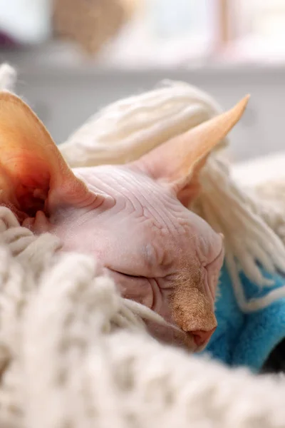 아름다운 스핑크스 고양이는 부드러운 담요에 집에서 응고되어 있습니다 귀여운 — 스톡 사진