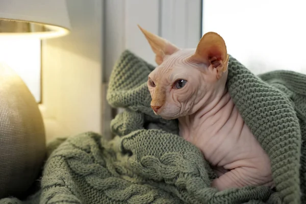 집에서 부드러운 담요로 둘러싸인 아름다운 스핑크스 고양이 귀여운 — 스톡 사진