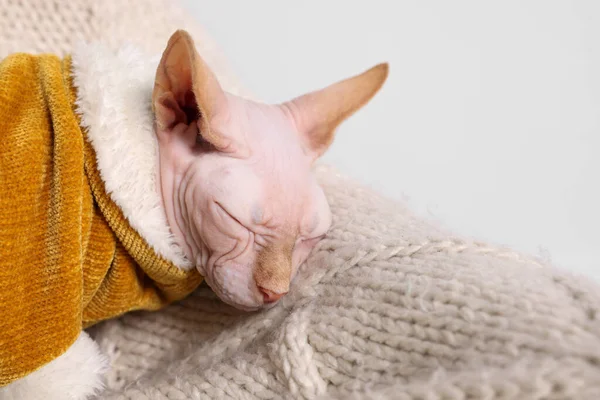 暖かいセーターの中でかわいいスフィンクス猫は家で寝て テキストのためのスペースで閉じます 可愛いペット — ストック写真