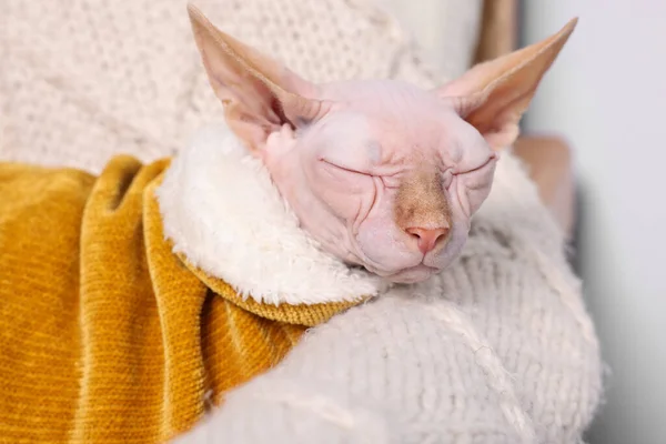 스핑크스 고양이 집에서 스웨터 클로즈업 귀여운 — 스톡 사진