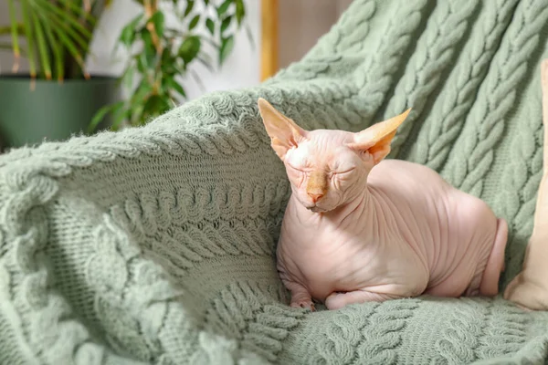 かわいいスフィンクス猫は自宅でソファで寝ています 可愛いペット — ストック写真