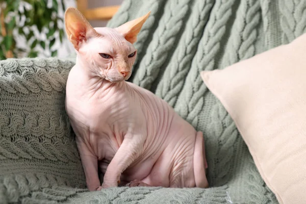 自宅でソファの上でかわいいスフィンクス猫 可愛いペット — ストック写真