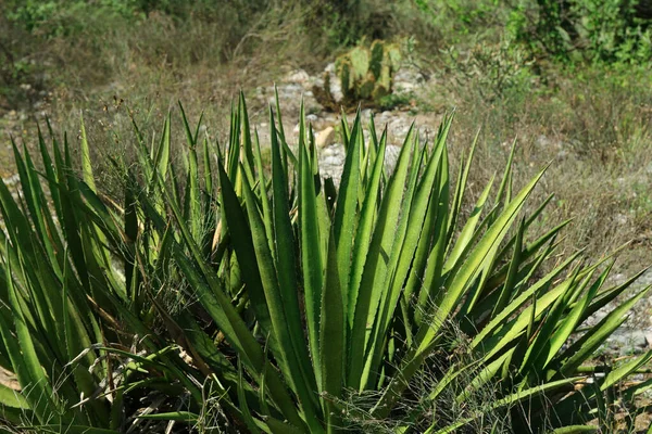 美しい緑のアガベと屋外で成長するさまざまな植物 — ストック写真