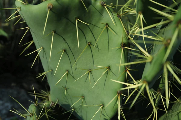 Schöner Opuntia Kaktus Mit Großen Dornen Auf Verschwommenem Hintergrund Nahaufnahme — Stockfoto