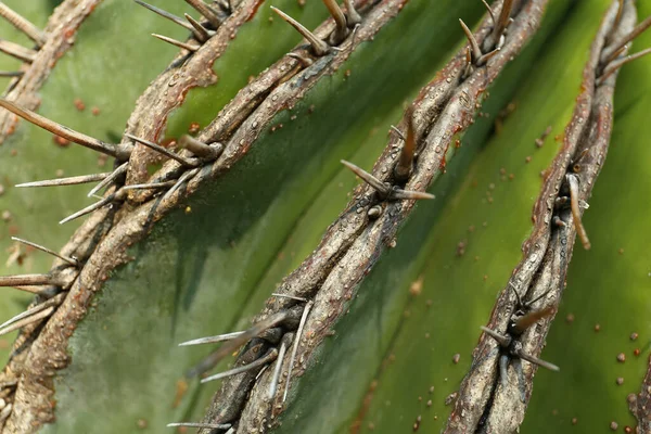 Nahaufnahme Von Schönen Kakteen Tropische Pflanze — Stockfoto