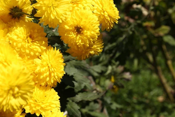 Όμορφα Κίτρινα Χρυσάνθεμα Λουλούδια Που Αναπτύσσονται Στον Κήπο Χώρος Για — Φωτογραφία Αρχείου