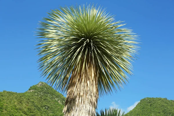 Bela Palmeira Com Folhas Verdes Contra Montanhas Céu Azul Vista — Fotografia de Stock