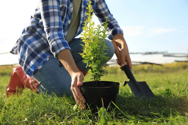 stock image Woman planting tree in countryside on sunny day, closeup