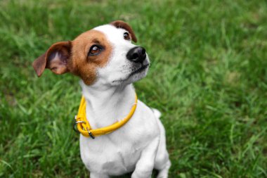 Açık havada sarı köpek tasmalı güzel Jack Russell Terrier. Metin için boşluk