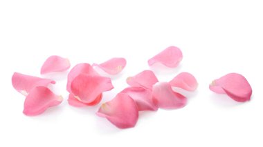 Beautiful pink rose flower petals on white background clipart