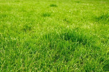 Arka planda bir sürü çimen büyüyen güzel bir bahçe.