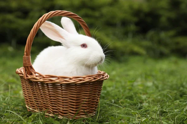 Милый Белый Кролик Плетеной Корзине Открытом Воздухе — стоковое фото