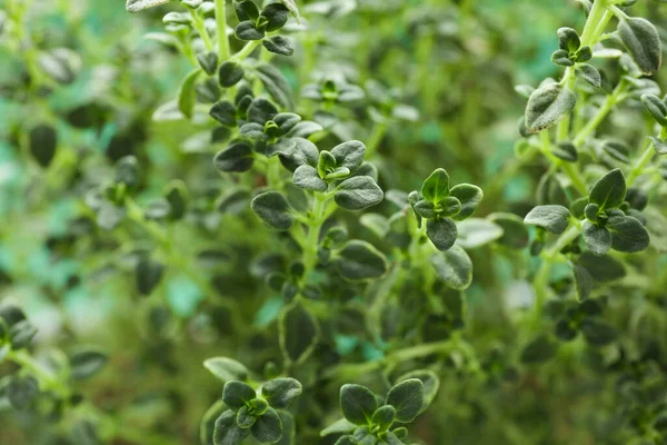 Aromatisk Färsk Grön Timjan Som Bakgrund Närbild — Stockfoto