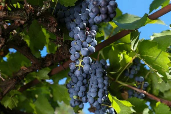 Anggur Matang Berair Tumbuh Pada Cabang Kebun Anggur — Stok Foto