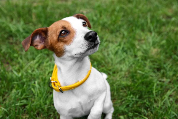 Hermoso Jack Russell Terrier Collar Perro Amarillo Aire Libre Espacio —  Fotos de Stock