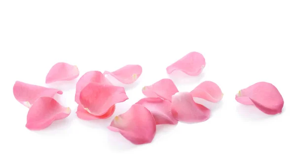 Hermosa Rosa Pétalos Flores Sobre Fondo Blanco —  Fotos de Stock