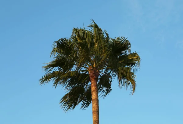 Прекрасна Пальма Зеленим Листям Тлі Блакитного Неба — стокове фото