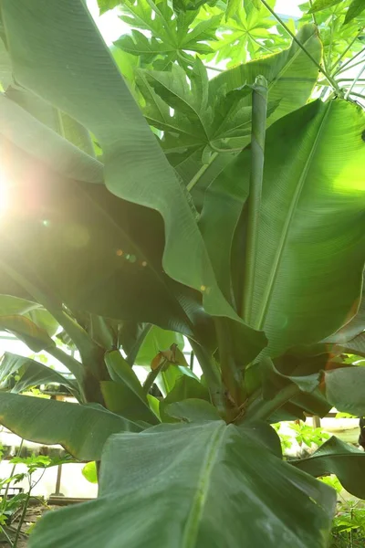 Banánový Strom Zelenými Listy Rostoucí Venku Detailní Záběr — Stock fotografie