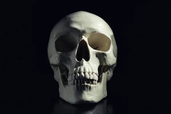 배경에 인간의 두개골 — 스톡 사진