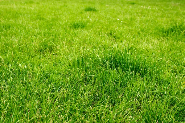 Schöner Rasen Mit Viel Gras Das Freien Als Hintergrund Wächst — Stockfoto