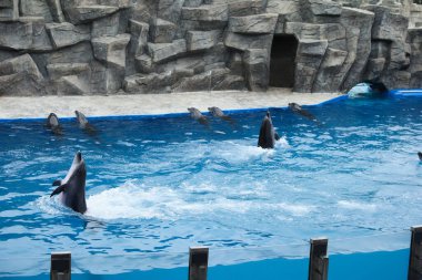 Deniz memelileri parkında havuzda yüzen yunuslar.