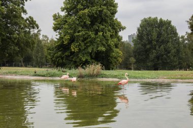Parkta flamingoları olan güzel göl manzarası