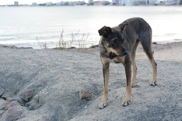 Cão Vadio Solitário Margem Rio Espaço Para Texto Animal Estimação — Fotografia de Stock