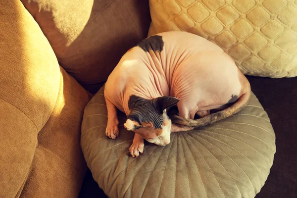 愛らしいスフィンクスの猫が枕の上に寝そべっている かわいいペット — ストック写真