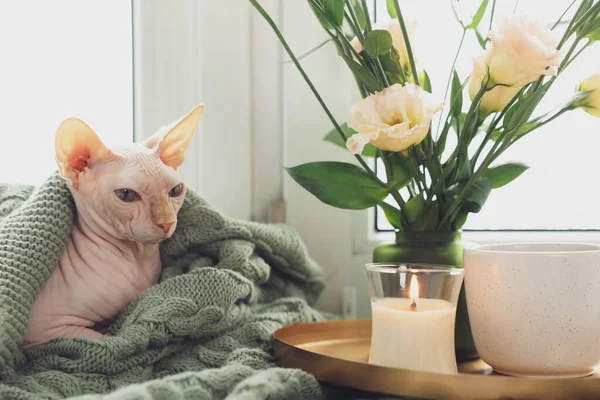 美しいスフィンクス猫は家の窓の近くの柔らかい毛布に包まれました 可愛いペット — ストック写真