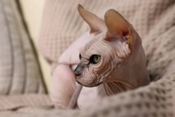 美丽的Sphynx猫放松在沙发上的家 可爱的宠物 — 图库照片