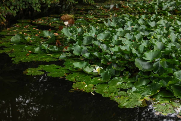 荷花和树叶美丽的池塘 — 图库照片