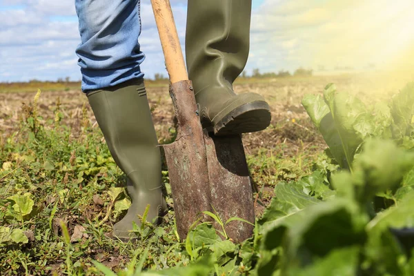 Man digging soil with shovel in beet field, closeup