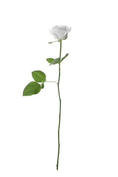 Floração Rosa Isolada Branco Bela Flor — Fotografia de Stock