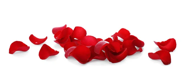 Свіжі Червоні Пелюстки Троянд Білому Тлі — стокове фото