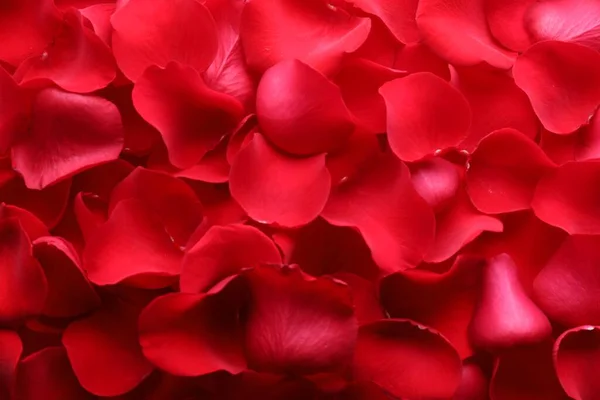 Красивые Лепестки Красной Розы Качестве Фона Вид Сверху — стоковое фото