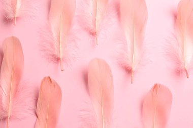 Beautiful feathers on light pink background, flat lay