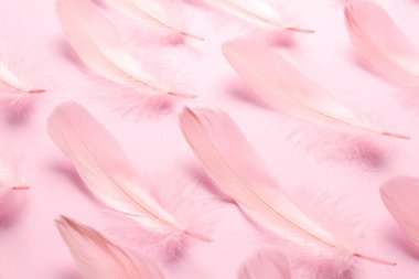 Beautiful feathers on light pink background, closeup